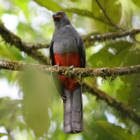 Slaty-tailed Trogon